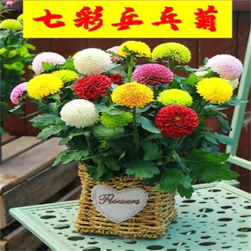 百婉集菊花盆栽菊花苗植物大菊花乒乓菊长寿花带花庭院室内阳台植物