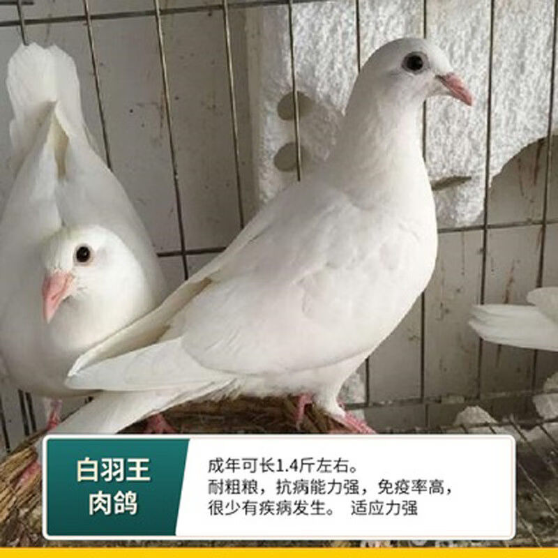 鸽子苗小鸽活体落地王活物瓦灰银王包公母的下蛋幼鸽 白羽王种鸽(原配