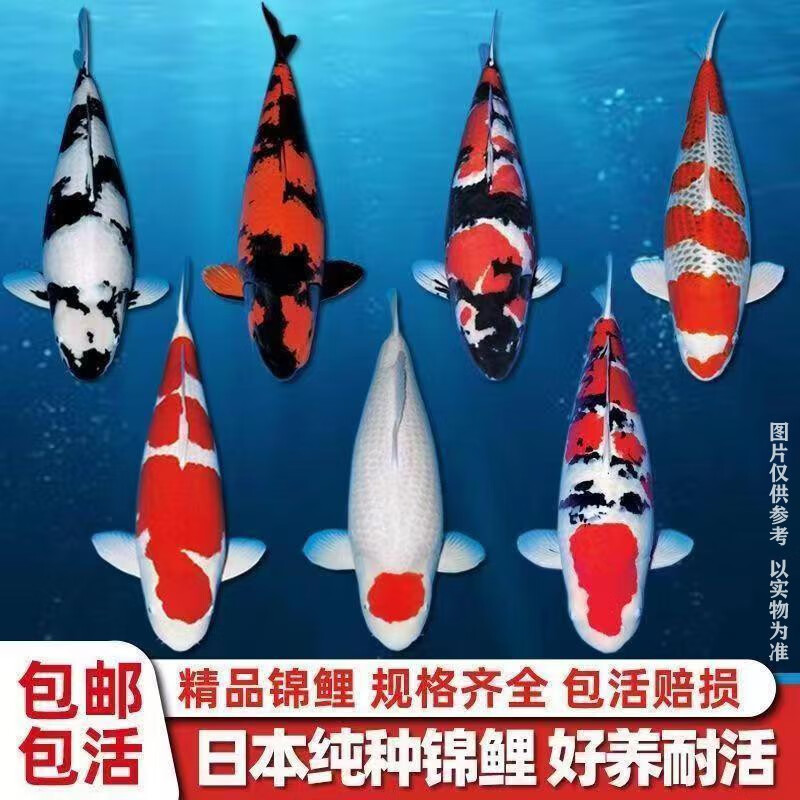 大正三色黄金黑金招财鱼好养 六六大顺(随机颜色6条可指定)  14-16cm
