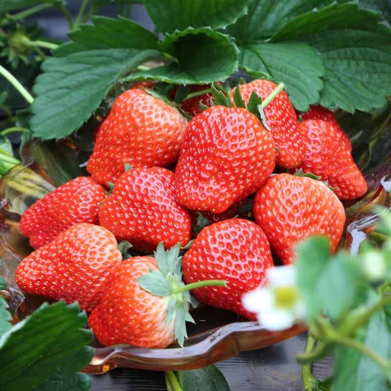 皓谦新鲜露天丹东红颜奶油99牛奶草莓当季久久草莓黑金版礼盒装 2盒装