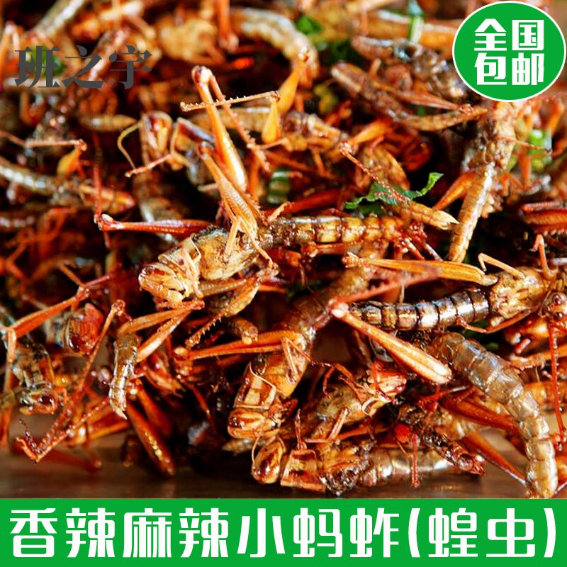虎钢馋贵州特色香辣味油炸蝗虫美食虫子小吃蚱蜢炸昆虫零食