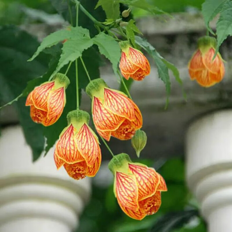 御春阁垂吊花卉木本灯笼花风铃扶桑花纹瓣悬铃花金铃花盆栽倒挂金钟花苗 4年苗 当年开花 带土球