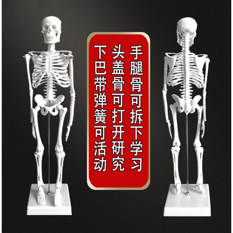 人体骨骼全身骨架人体全身脊椎模型教学骷髅小白 45厘米骨骼升级加宽