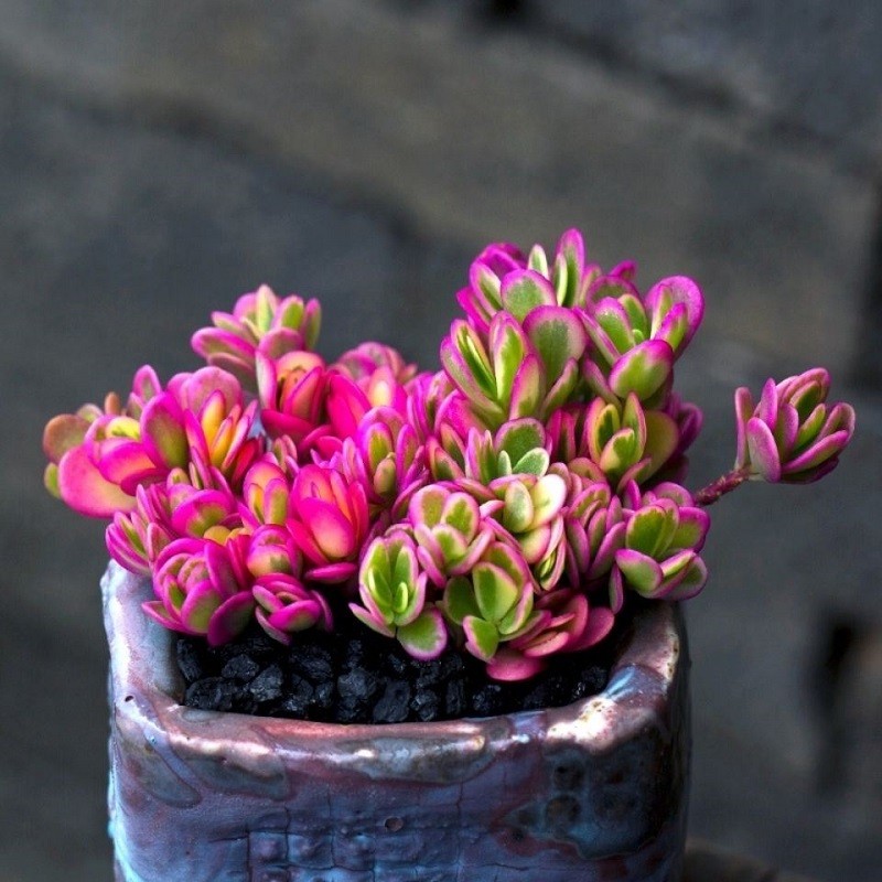 迎虞花苑多肉植物新款精品稀有进口小贵货清棚四季罕见含盆土冬季名贵