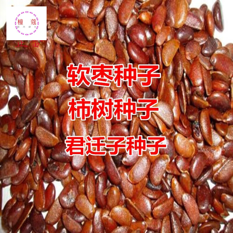 柿树种子君迁子种子黑柿子软枣种籽嫁接柿子树核桃树砧木子野柿子 新