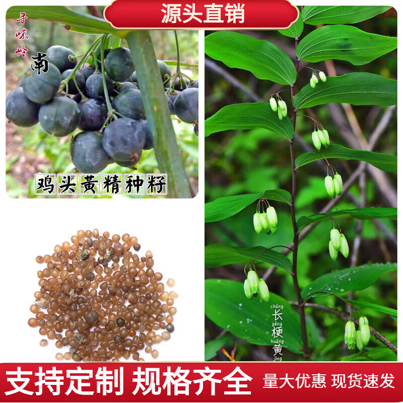 京腾花卉 高产川滇黄精种子多花不倒鸡头黄精籽老虎姜鸡爪参爪子参黄