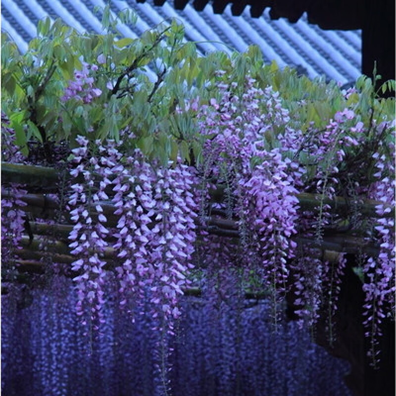 元冬爬花藤种子日本爬花藤萝走廊花架爬藤植物庭院四季多花 绿化紫藤