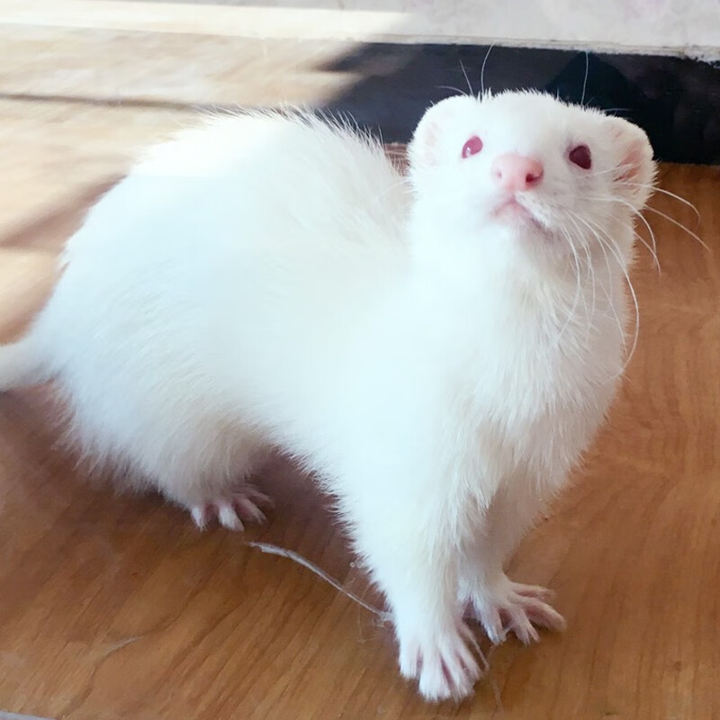 0安格鲁貂宠物雪貂活体活物雪貂活体幼崽安哥鲁安德鲁家养活体雪貂