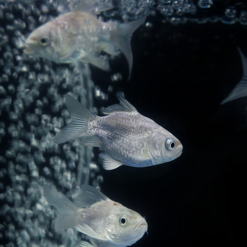 鲤短身球体小型冷水观赏鱼白色淡水锦鲤鱼苗 短身蝴蝶鲤5-6cm(3条)