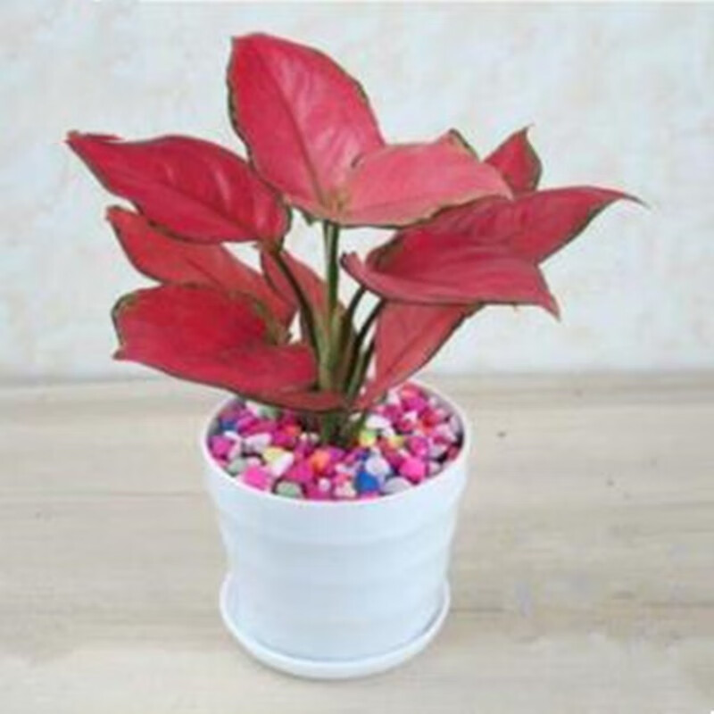 仟草集吉祥如意皇后彩叶粗肋草盆栽火红年青室内花卉观叶植物土培水培