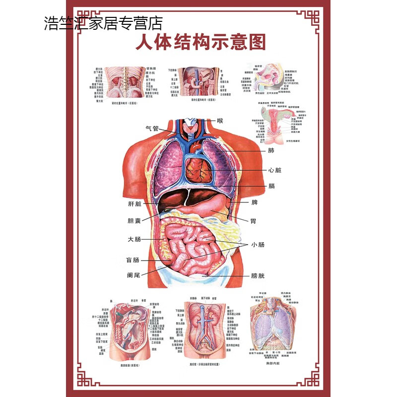 器官血管血液结构图医院海报 人体结构示意图 pp胶(背面带胶)【24寸