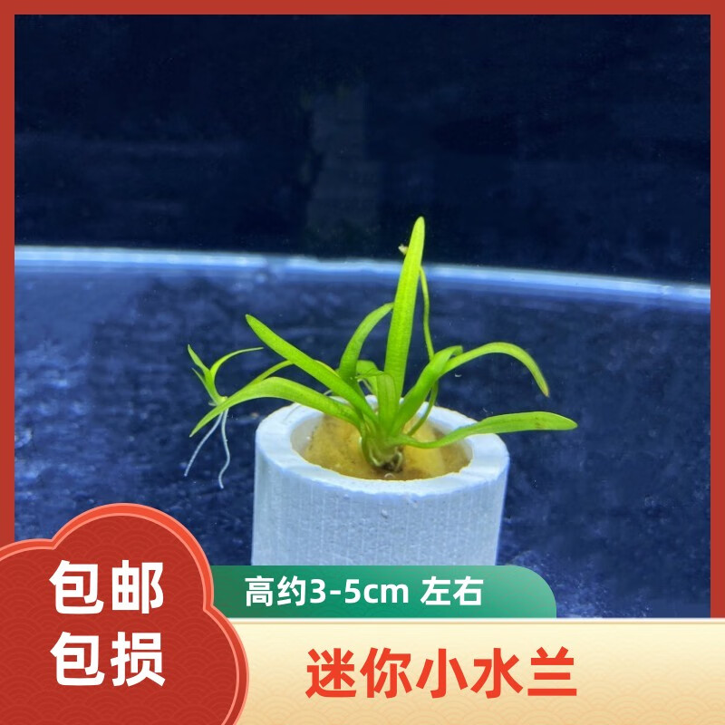 星孟汐真水草大水兰小水兰扭兰龙舌兰赖养前后景新手鱼缸造景水韭菜