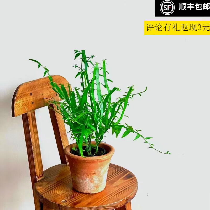 【精品苗】新鲜中药材植物蜈蚣草飞天蜈蚣草盆栽竹节草石石斛神仙 2年