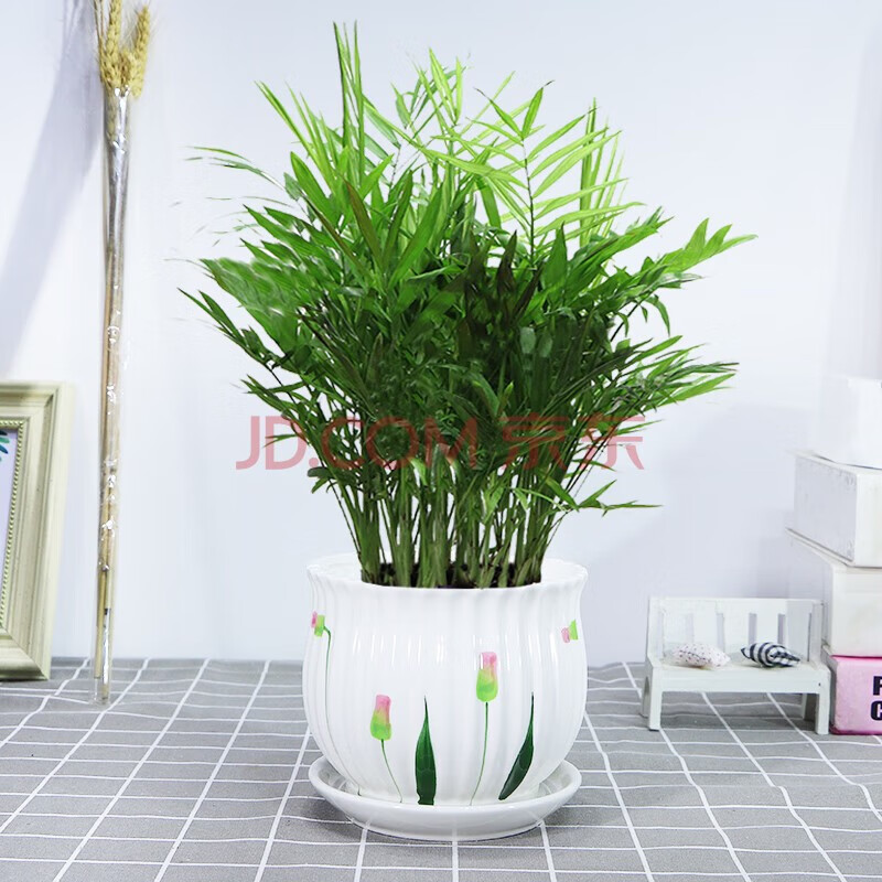 苓芊袖珍椰子小盆栽 植物花卉带盆盆景 绿色植物 【郁金香陶瓷盆】