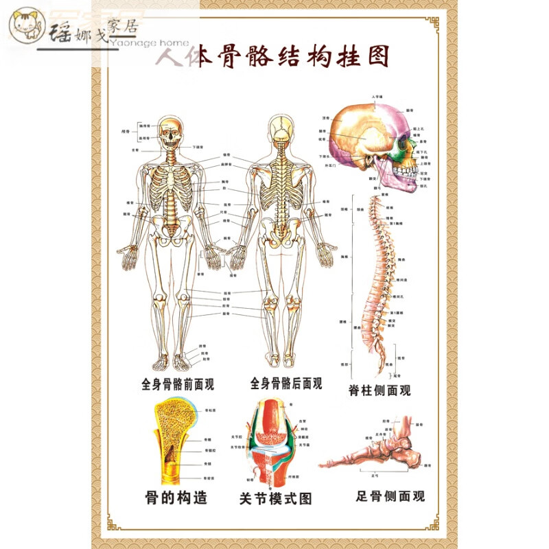 人体骨骼结构图 pp胶32寸