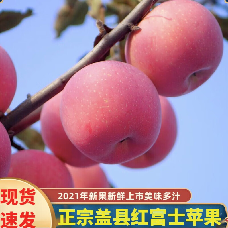 /9斤装)辽宁营口盖县红辽南熊岳特产应季孕妇水果 斤 80mm(含-85mm