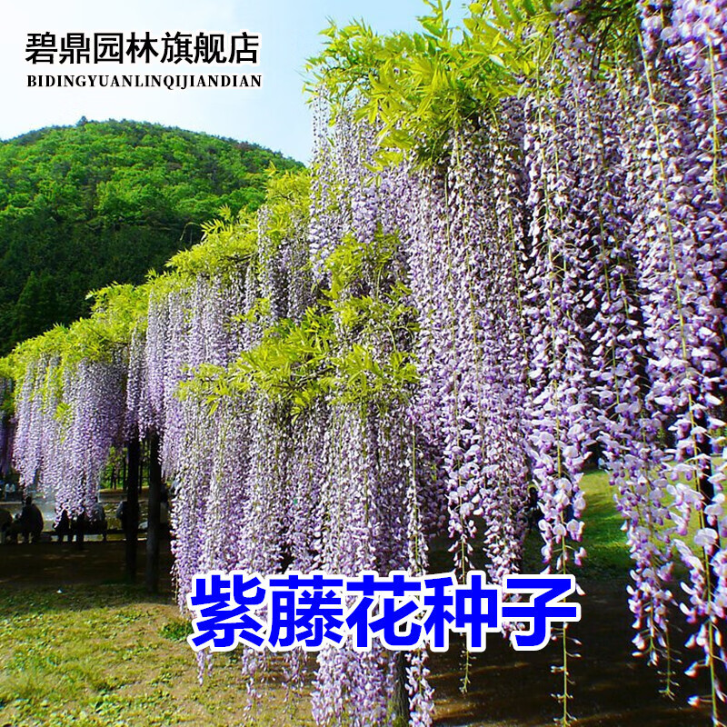 京东花草林木类价格曲线在哪看|花草林木类价格比较