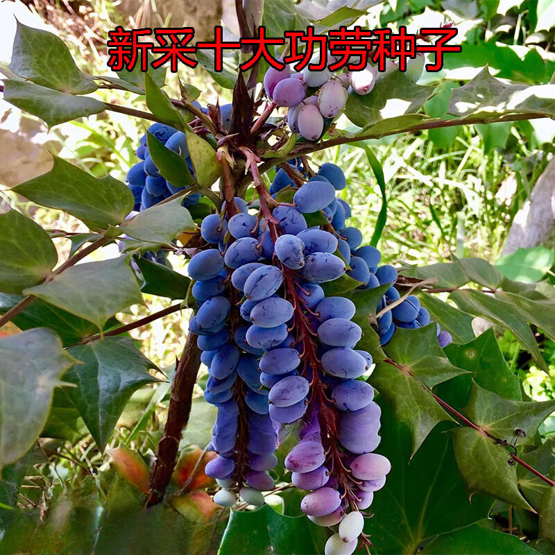 姒桀十大功劳 老鼠刺八角刺黄天竹土黄柏土黄连 绿篱 十大功劳种子20