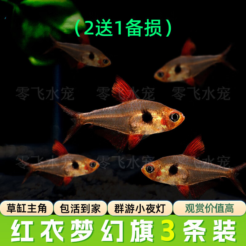 活体宠物灯科鱼合集宝莲灯红绿灯斑马活体观赏鱼热带鱼活体 小型 红衣