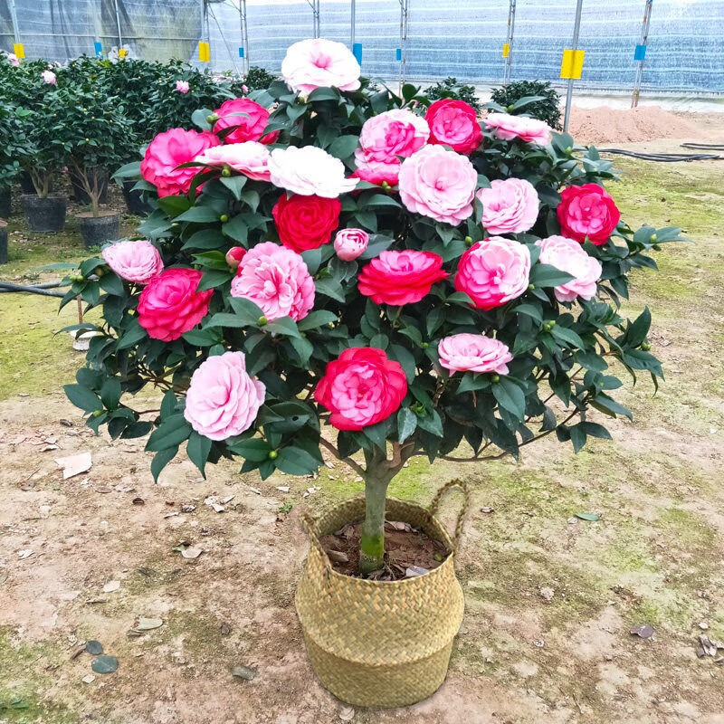 盆栽茶花苗四季香妃茶花盆栽带花苞浓香型庭院室内好养植物五色赤丹树苗花卉植物精品五色茶花 精品五色茶花 6年苗花苞繁多