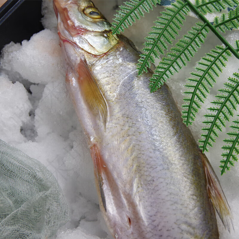 安峰山湖北新鲜刁子鱼大白刁开背冷冻大白叼翘嘴鱼大