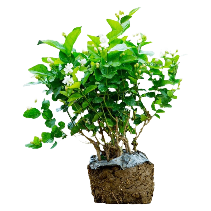 玩冒（WMO）茉莉花苗室外綠植陽(yáng)臺(tái)重瓣花卉盆栽四季開(kāi)花庭院窗臺(tái)觀花植物老樁 25年老樁1棵【開(kāi)花爆滿】
