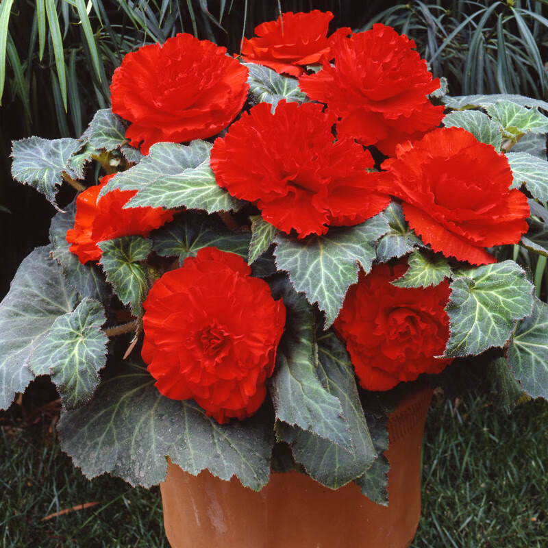 花支蕊  球根海棠种子 四季春秋播办公室内阳台盆栽易种花卉种子 花籽