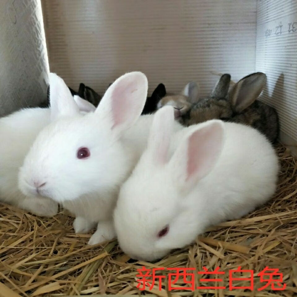 莱羡朵颂呵梵兔子活物公母活体宠物家兔活兔肉兔子苗巨型兔子苗家养幼