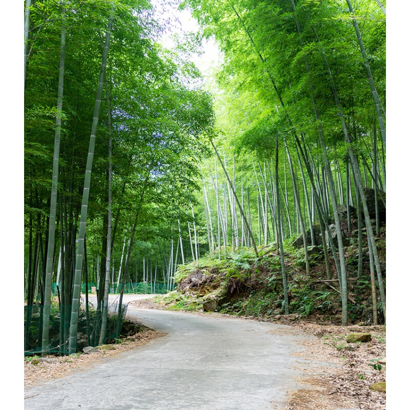 直播间山水风景背景布3d立体 主播直播间山水田园竹林室外风景装饰