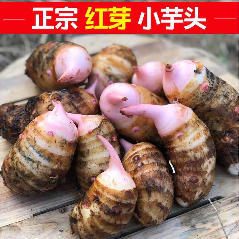 果真秀现挖红芽芋头仔新鲜农家自种红嘴小毛芋香芋艿香甜粉糯红梗芋 1