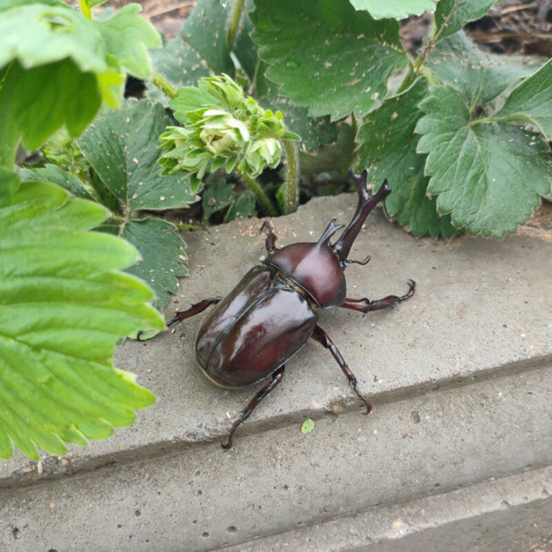 独角仙 甲虫昆虫宠物玩具巨型大甲虫适合新手 【包活】6--7厘米公虫