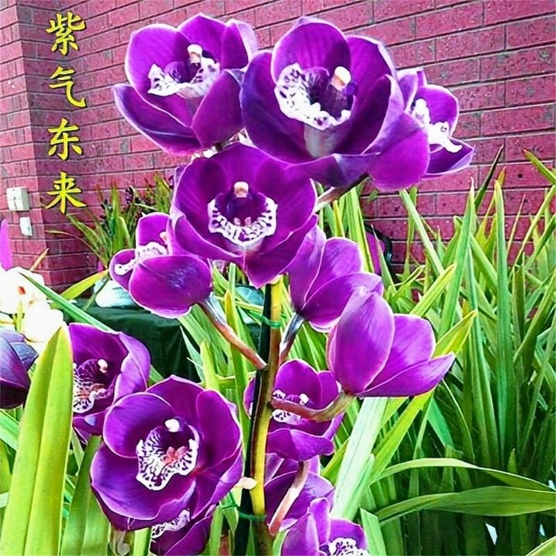 大颗10苗花卉兰花苗盆栽建兰蕙兰浓香型兰花室内绿植盆栽 新品紫气东