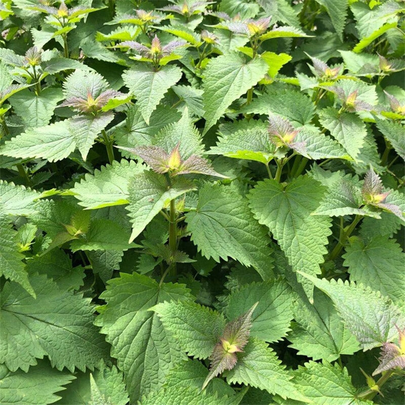 博多客四川新鲜藿香叶 鱼香叶 鱼香菜藿香苗草做菜 果浓霍香叶子 精选