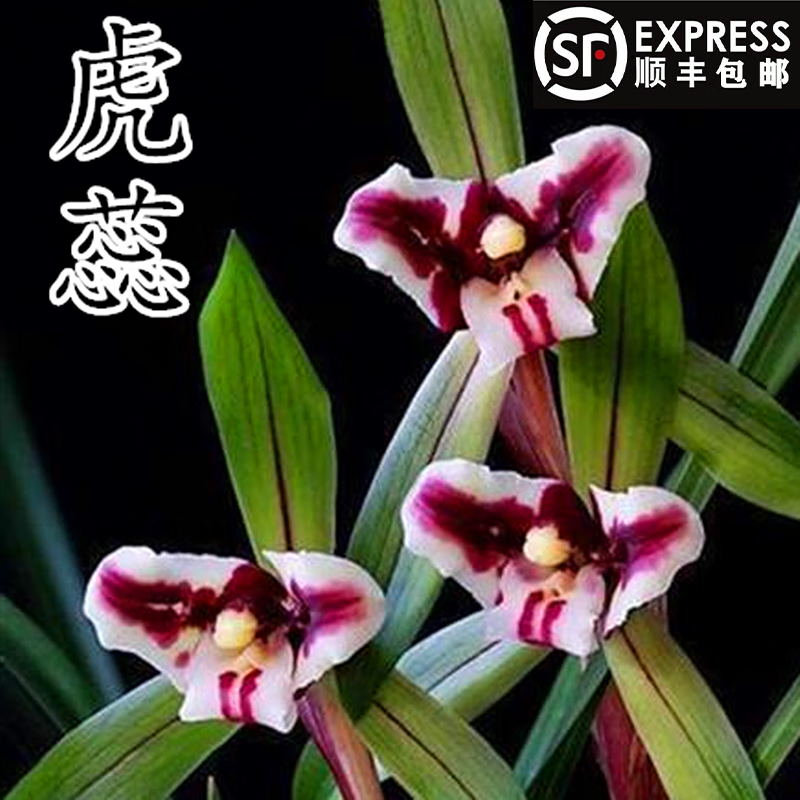 勋狸粑春兰矮种兰花苗传统名品虎蕊室内观花植物花卉盆栽好养活 两苗