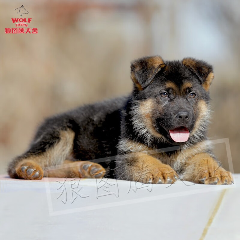 【视频选狗 终身保犬瘟细小】狼图腾纯种德牧幼犬大型犬德国东德牧羊