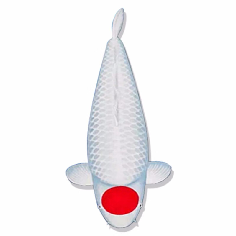 纯种锦鲤活鱼日本进口红白活体大正丹顶三色大小巨型昭和尔蝶招财观赏鱼苗 丹顶 25-29cm