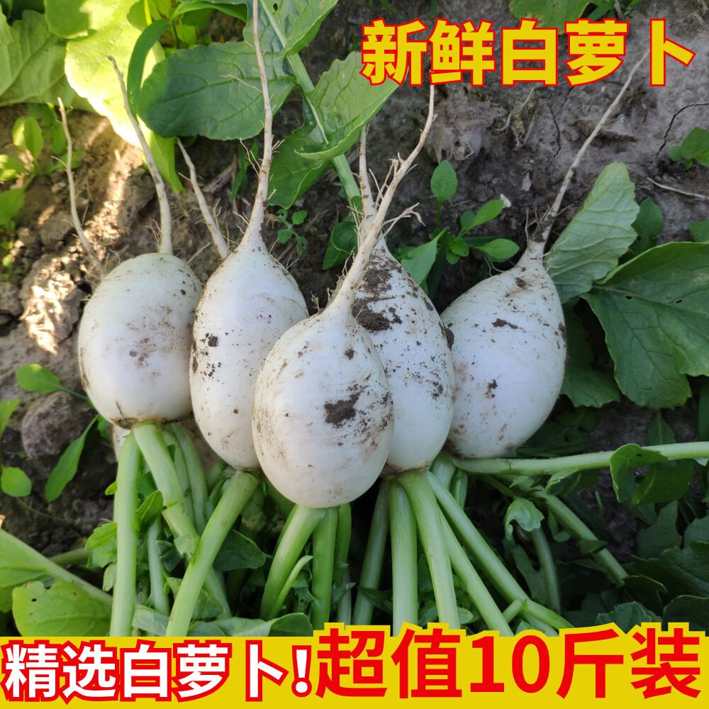 苏北农家老品种带泥小圆白萝卜新鲜本地大白萝卜时令蔬菜现拔现发 5斤
