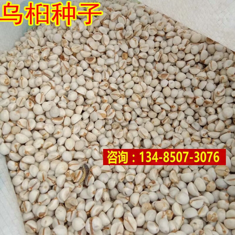 乌桕种子乌桕树种子桕子树乌桕子木子树木油树山乌桕树种子qcdd 乌桕1