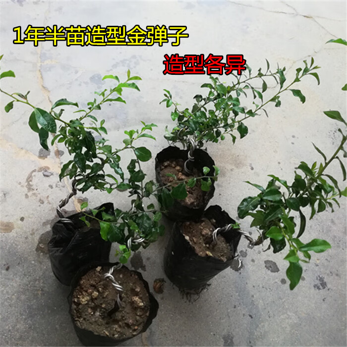 金弹子树苗四川金蛋子小苗盆景苗观果苗金弹子树桩金弹子组合用苗