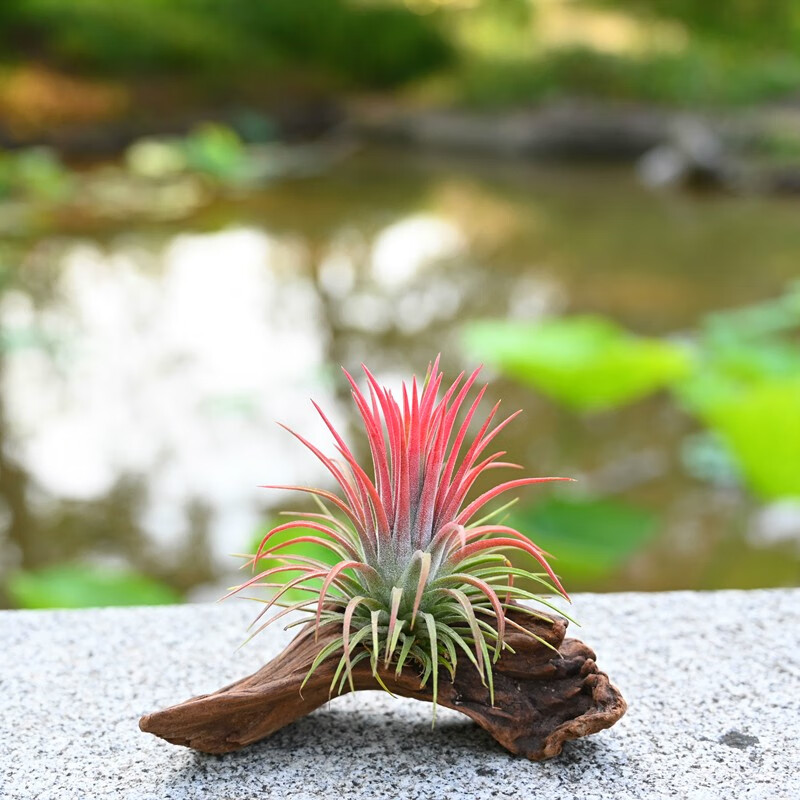 星舵空气凤梨无土懒人植物花卉盆栽室内好养净化空气办公桌摆件 红