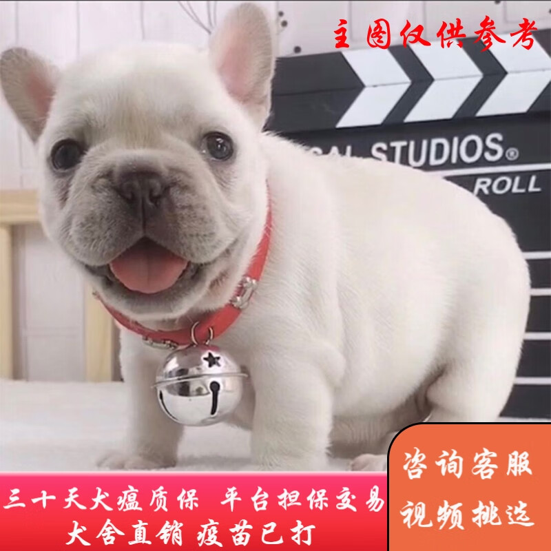 福贝纯享法斗幼犬纯种斗牛犬法国斗牛犬法牛蓝色斗牛小型犬宠物狗狗