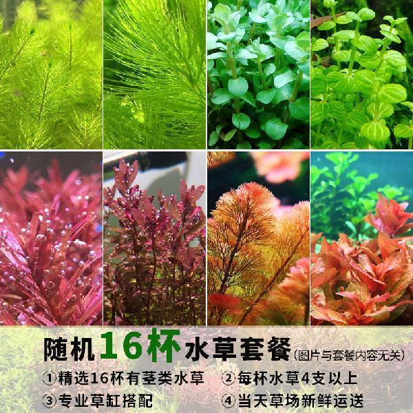 水草植物活体淡水套餐莫斯水榕懒人前中后景水草 随机16杯水草套餐