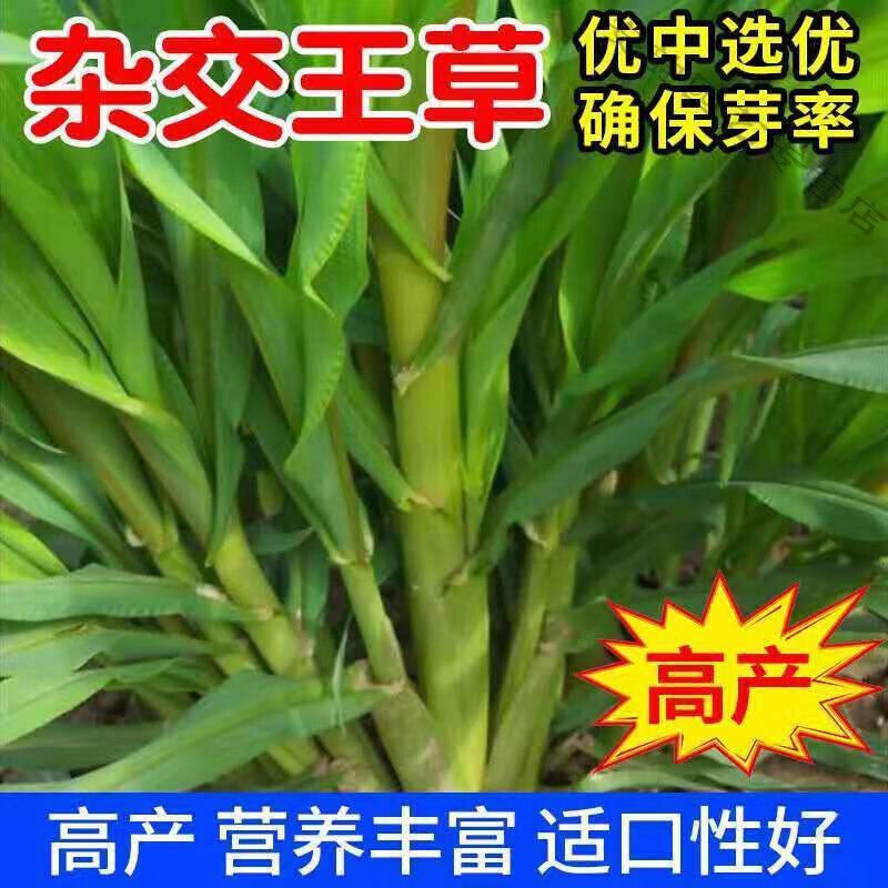 杂交王草种子600粒 种植资料