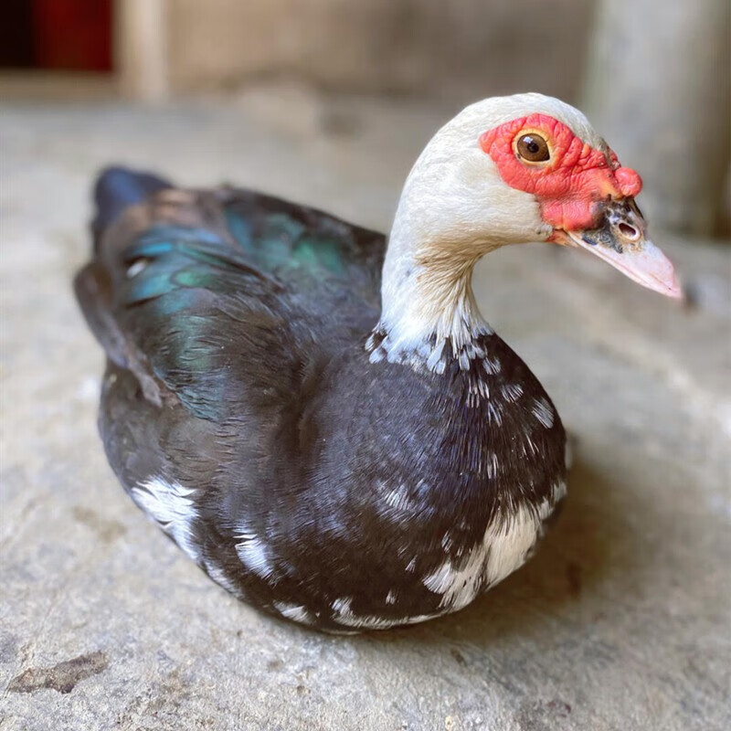 苏墨三年农家散养现杀红脸番鸭老鸭整只新鲜鸭子冷冻鲜活土鸭含内脏