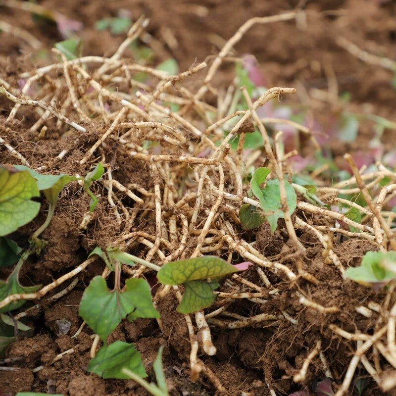 俏背篓新鲜折耳根 嫩芽儿嫩尖嫩叶现挖节节根 3斤不洗带泥