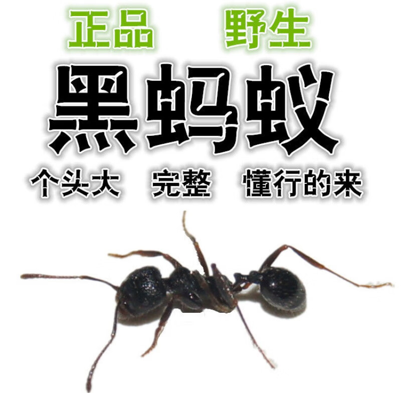 黑蚂蚁干长白山野生泡酒可食用大山蚁100g东北养生用中药材酸蚂 黑蚂蚁 500克
