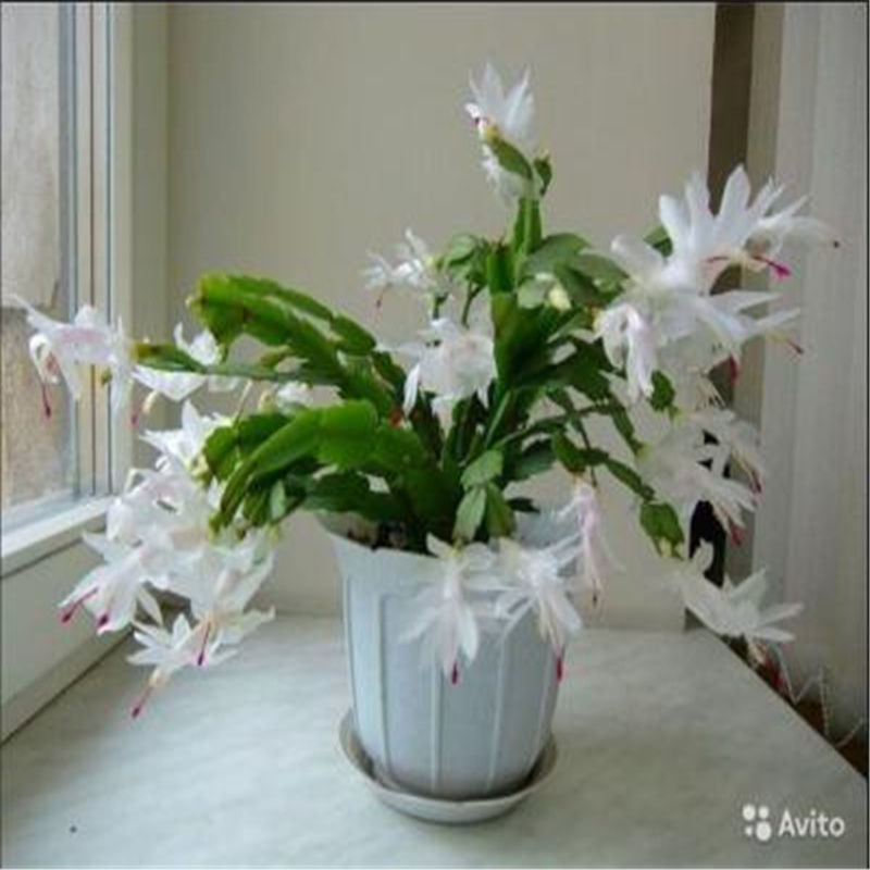 蟹爪兰多色嫁接蟹爪莲苗绿植盆栽办公吸甲醛室内阳台植物花卉 12白