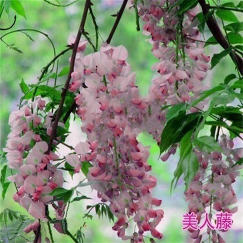 【买2颗送1颗】紫藤花苗的特点有哪些？插图