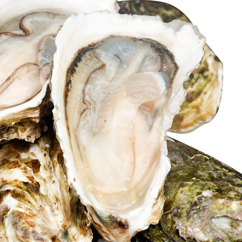 25种贝壳类海鲜盘点，你最常吃的是哪一个？