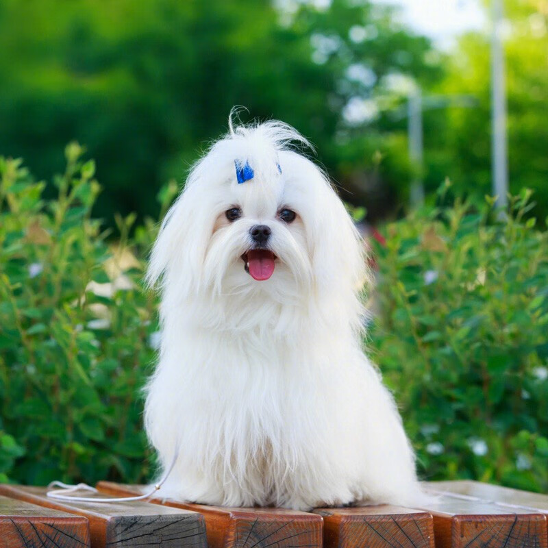 马尔济斯犬幼犬狗狗活体宠物狗小狗纯种血统白色幼崽小型犬北京犬舍